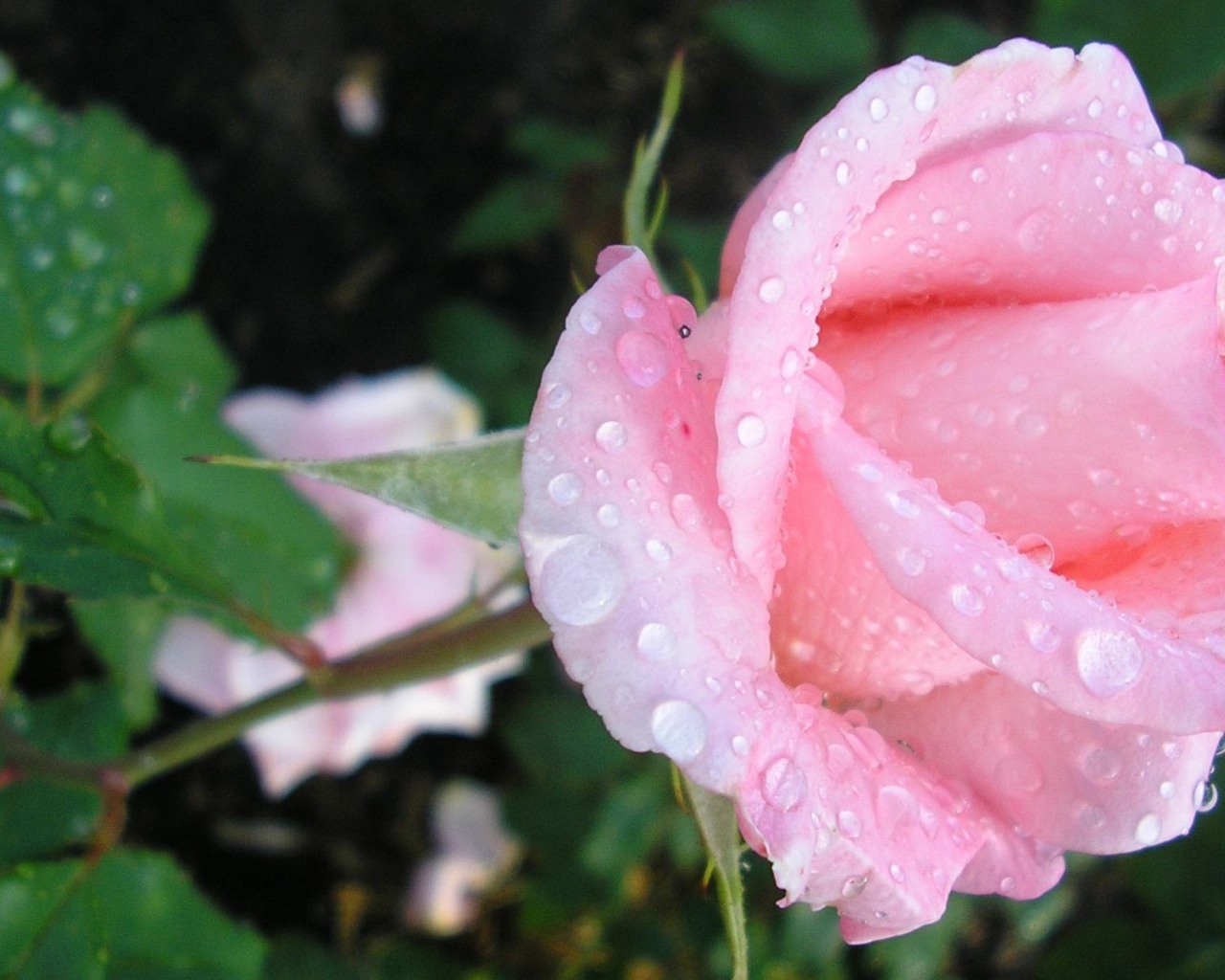 Нежная роза в каплях росы