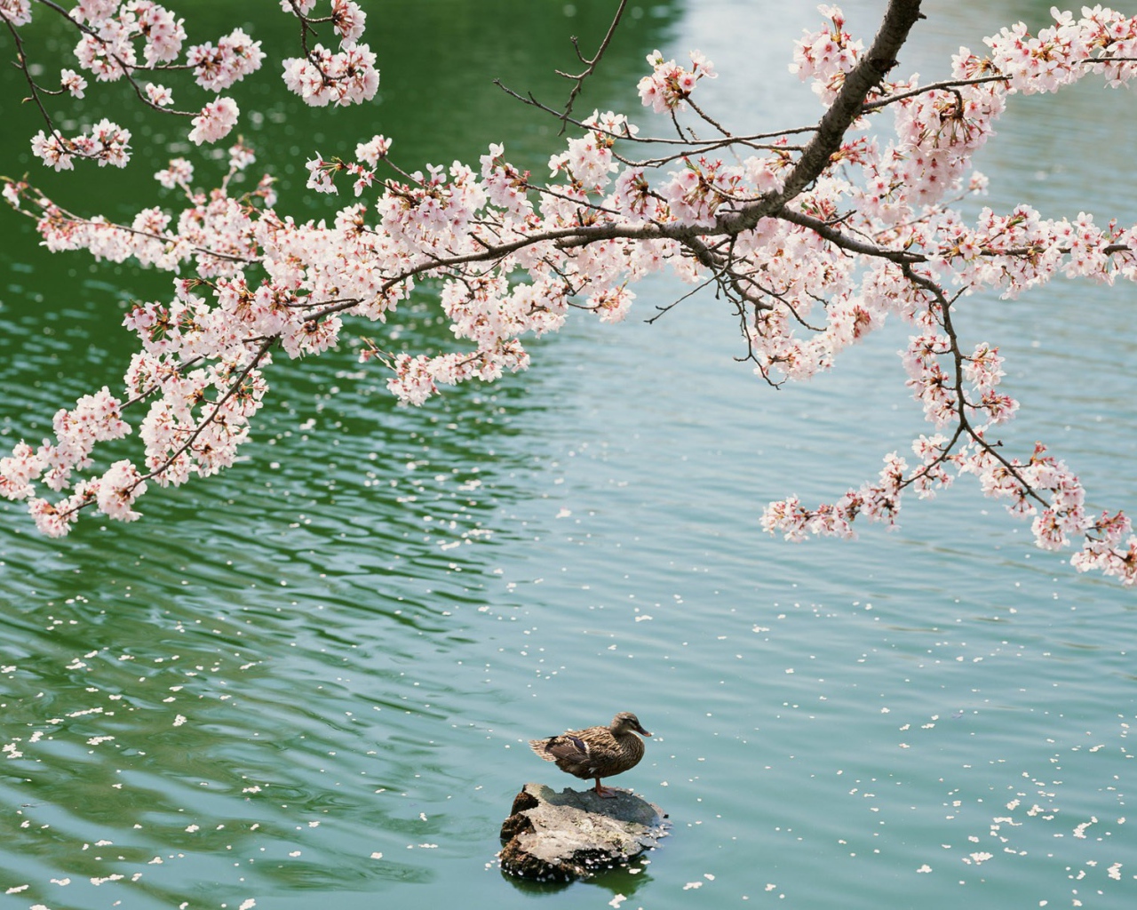 Утка под цветущей вишней