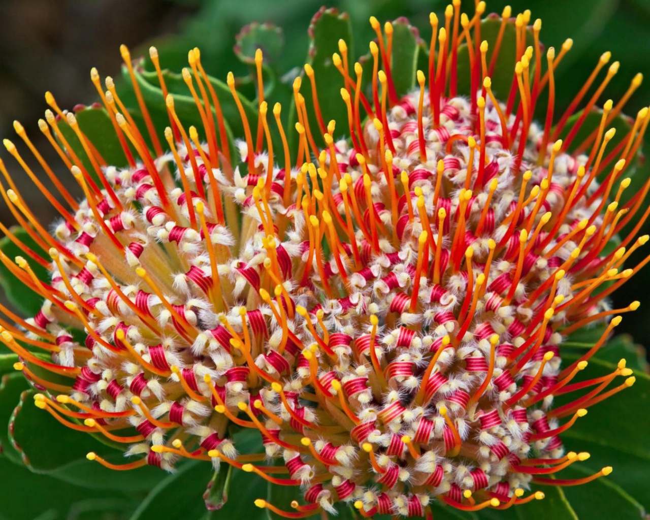 Цветок из Южной африки