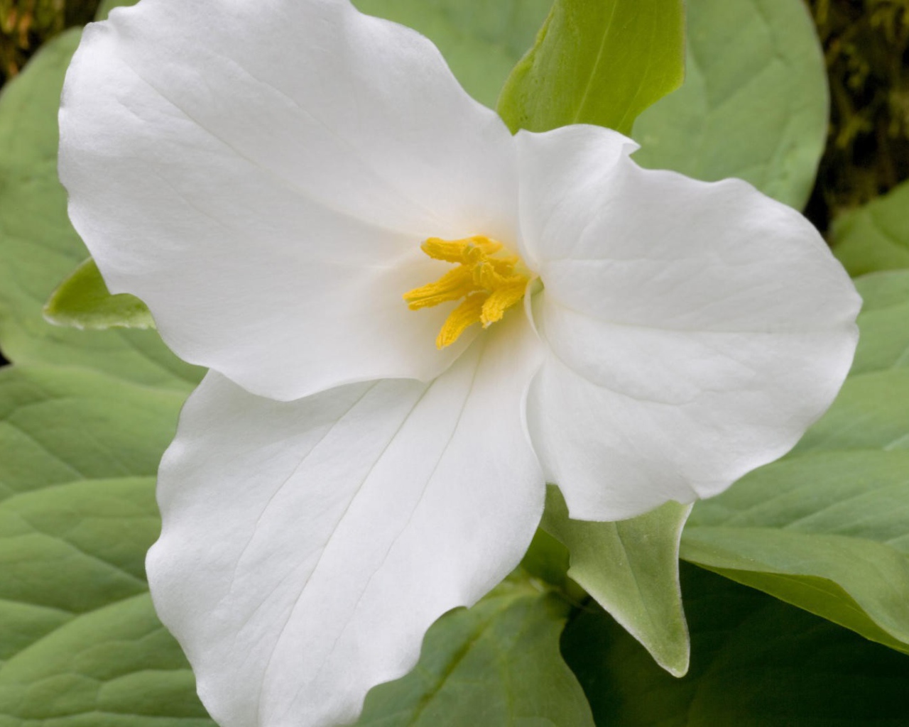 Цветок триллиум