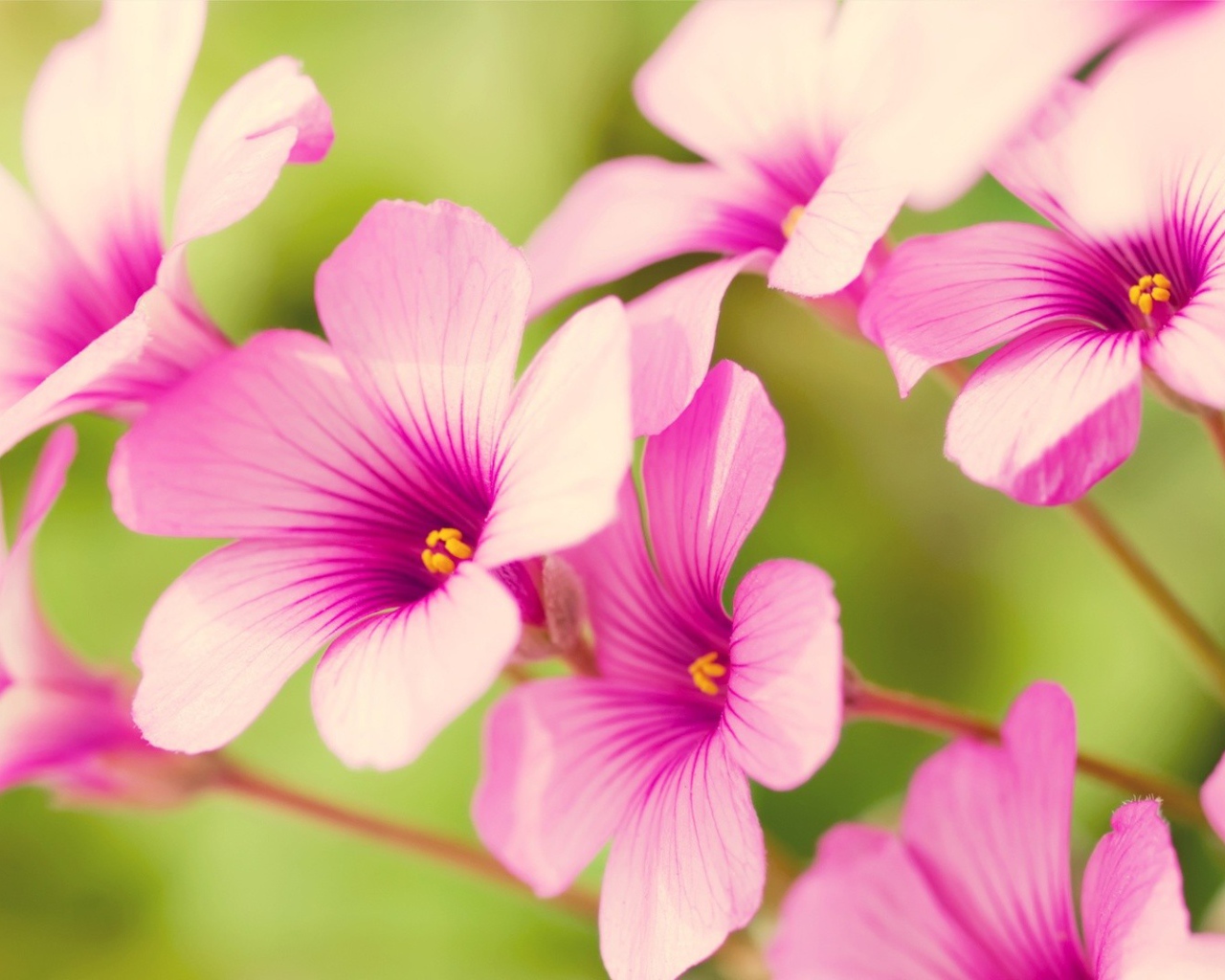 Цветы Вербена