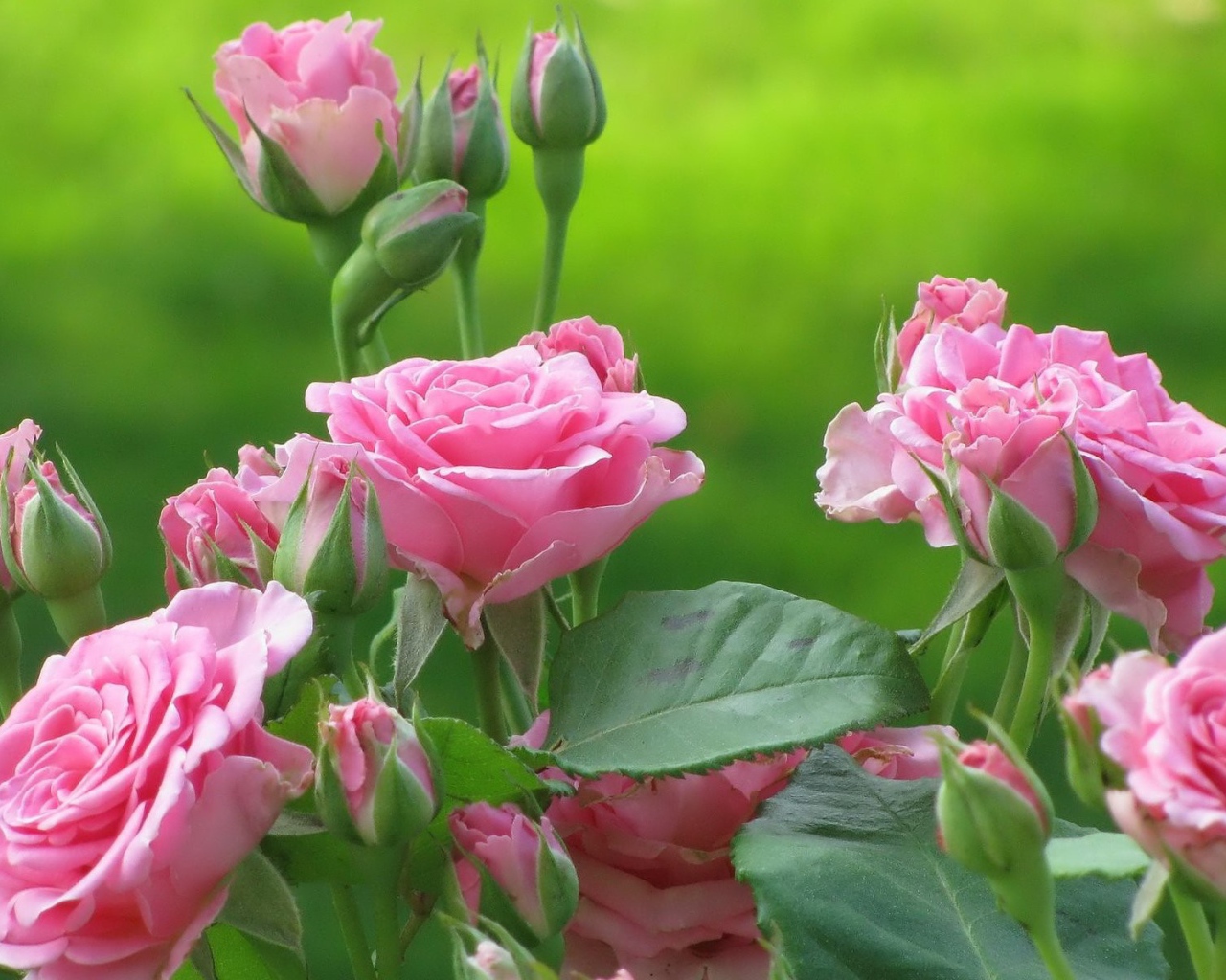 Нежные розы на зеленом фоне