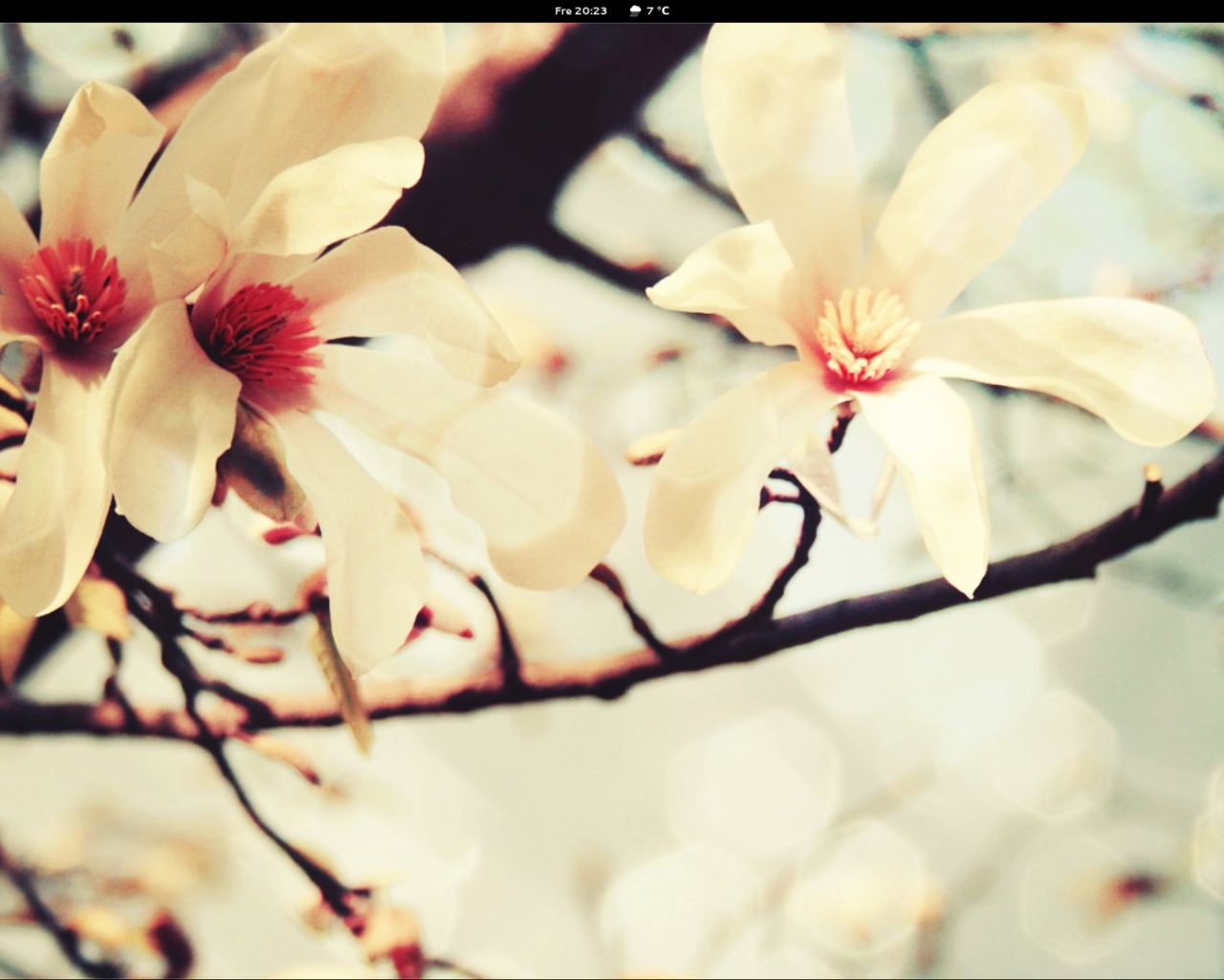 Весной цветут деревья