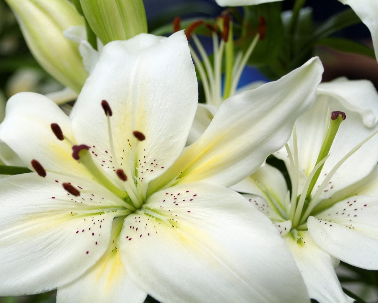 Большие белые лилии