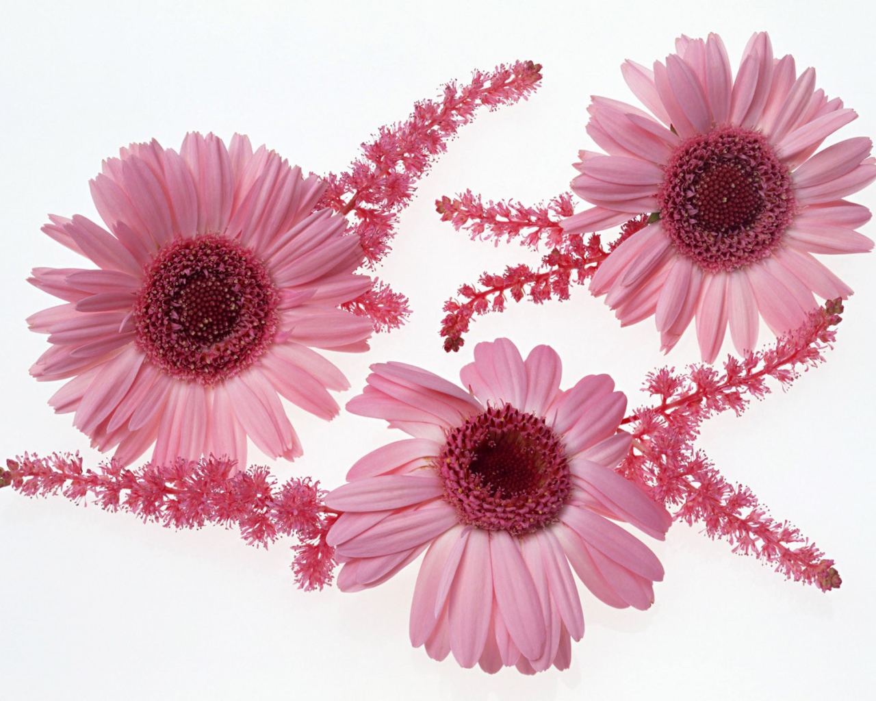 Розовые цветы с ветками