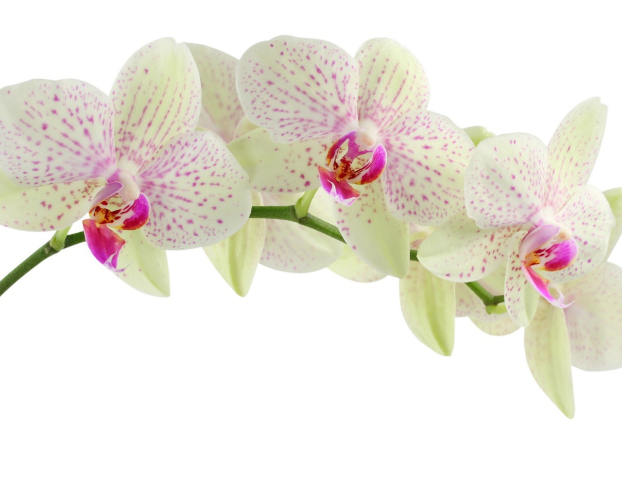 Пятнистая орхидея на белом фоне