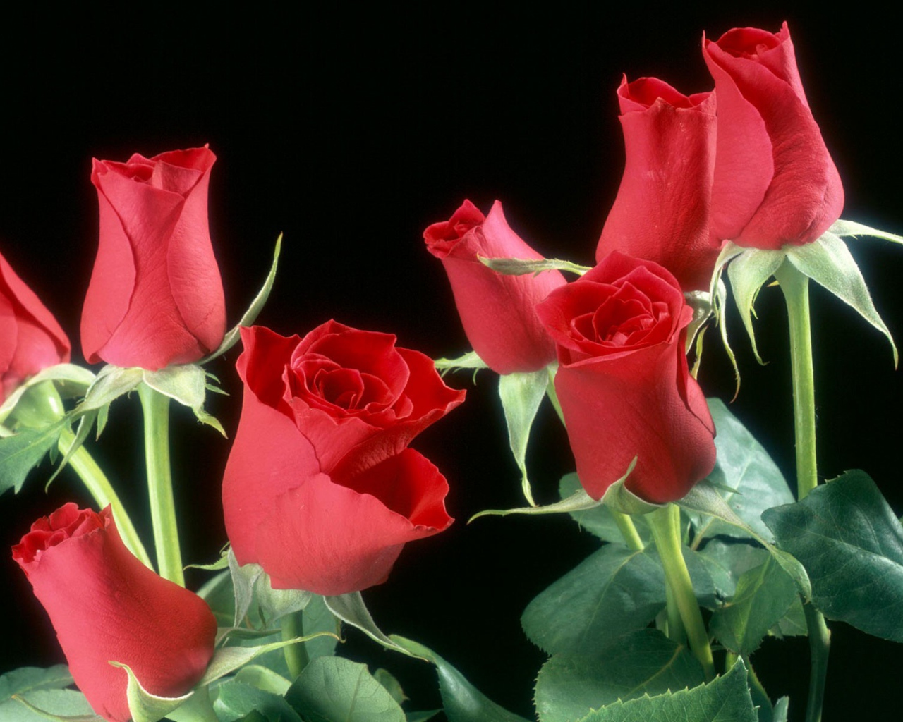 Бутоны красных роз