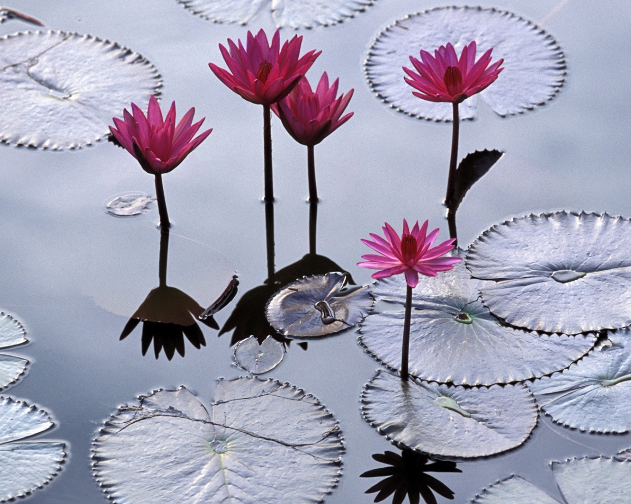 Водяные лилии во Вьетнаме