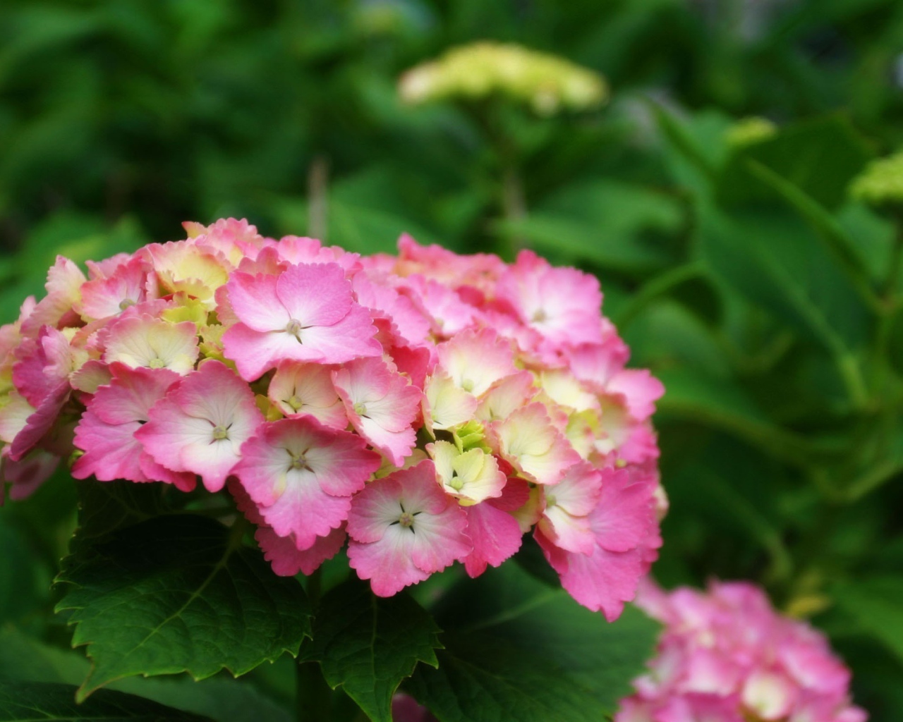 Желто розовые цветы