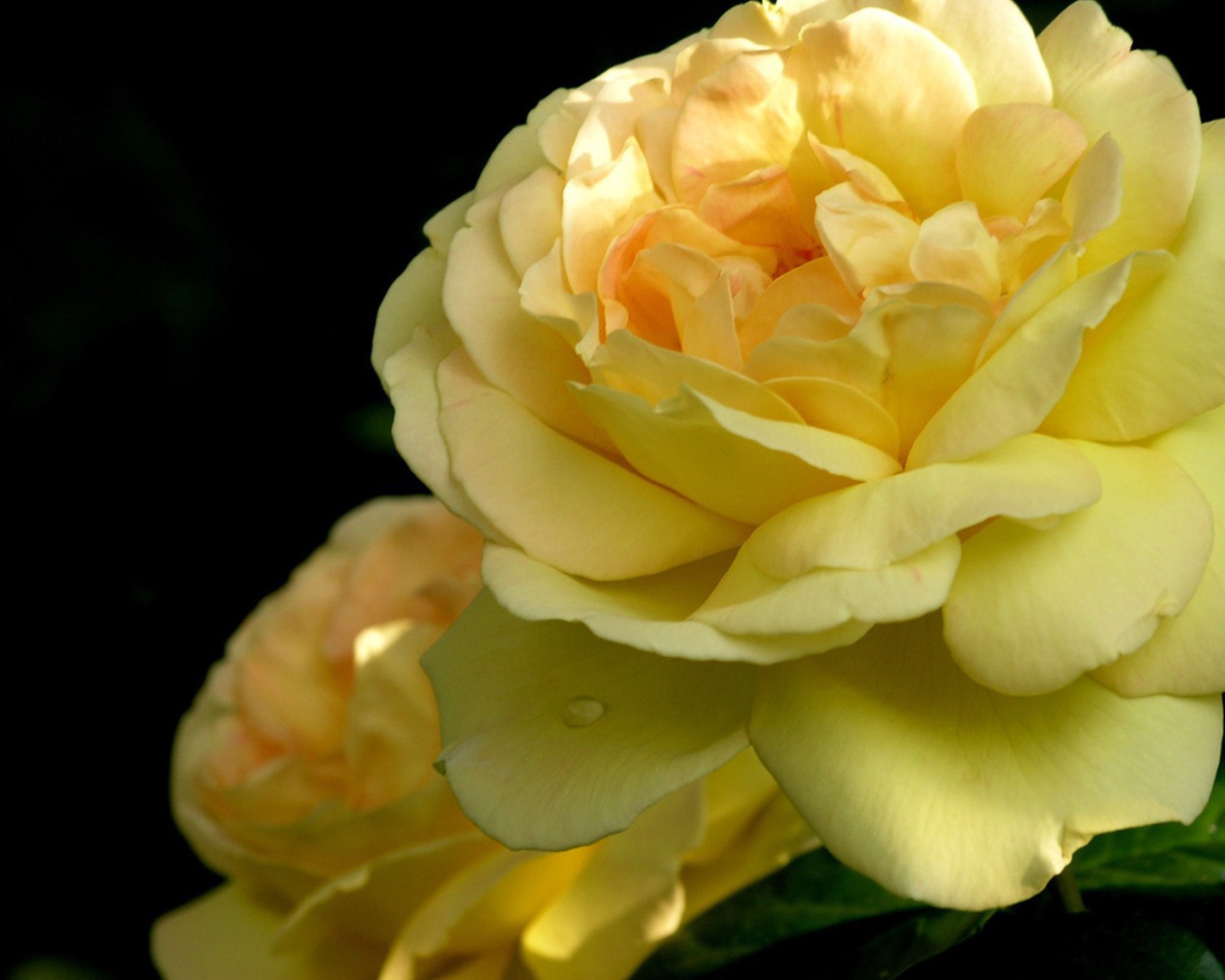 Желтая роза