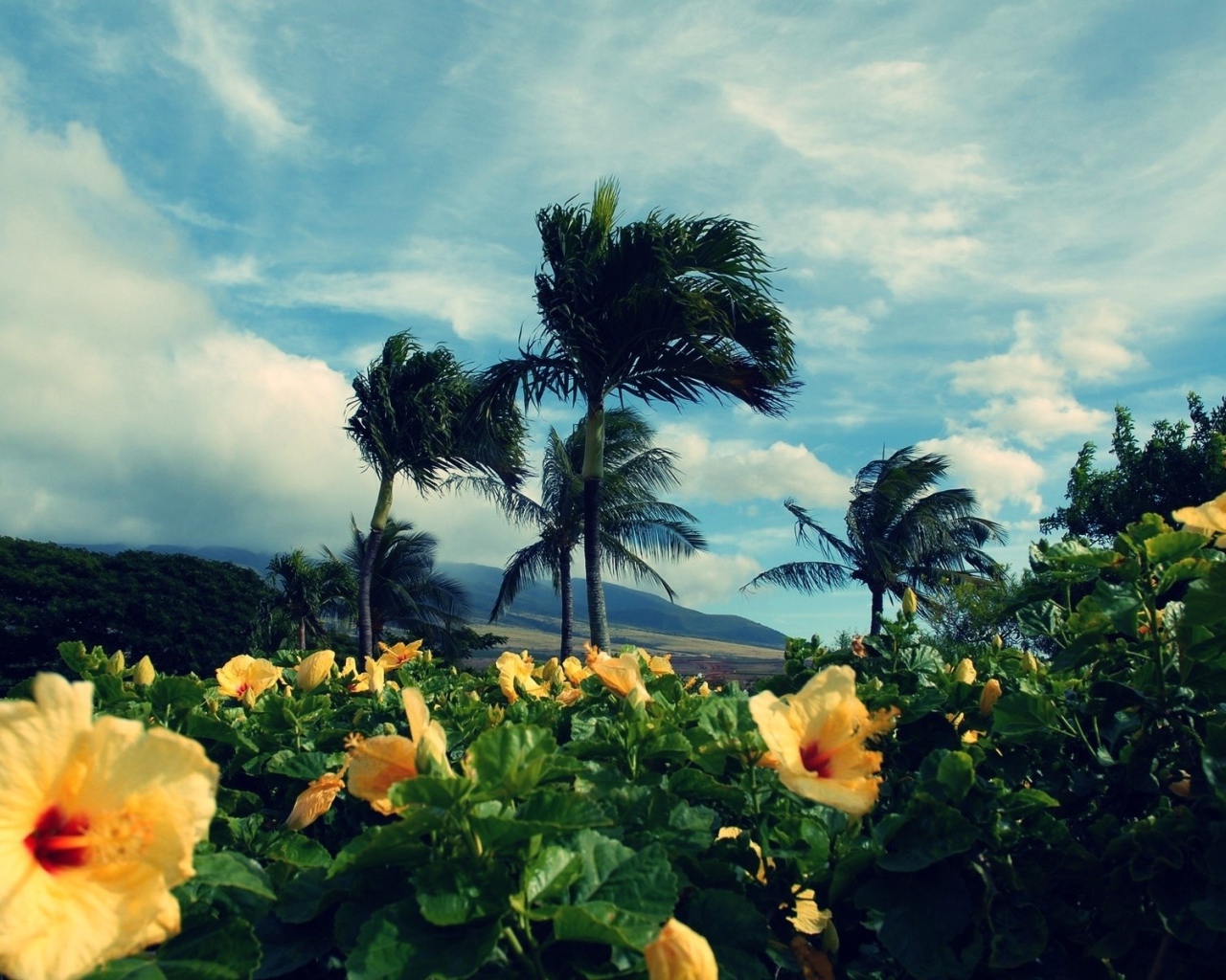 Желтые тропические цветки