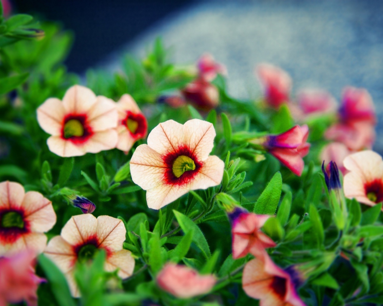 Букет красивых цветов