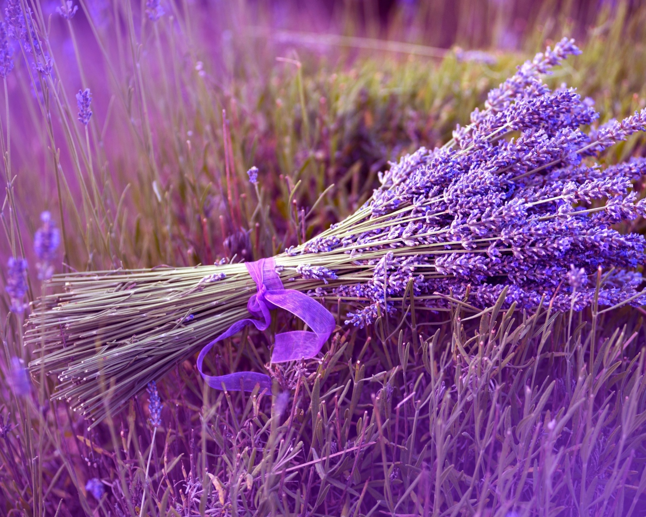 Букет лаванды