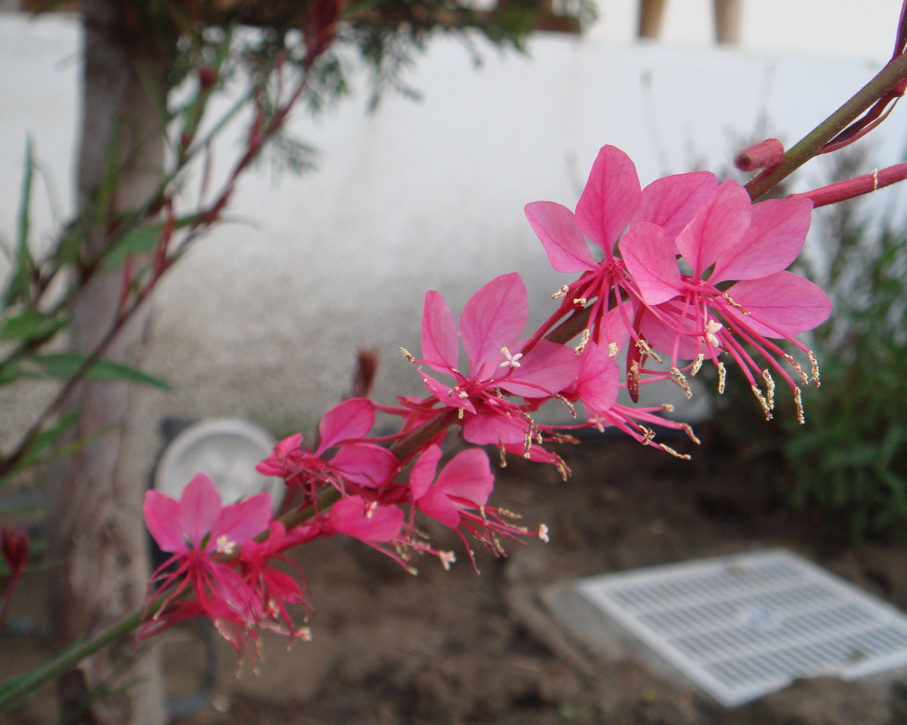 Ветка с розовыми цветками