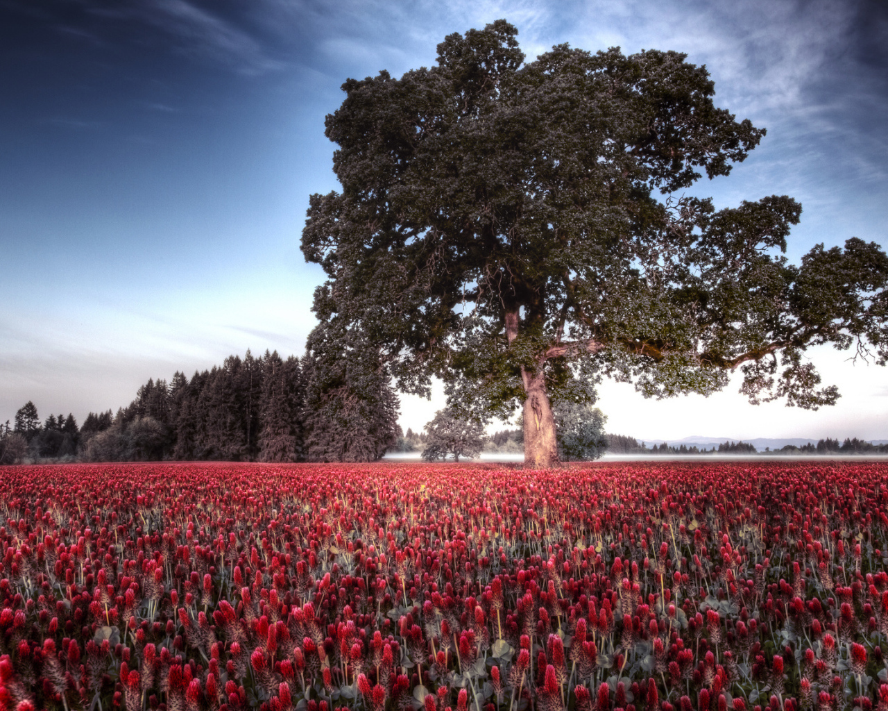 Большое дерево на поле цветов