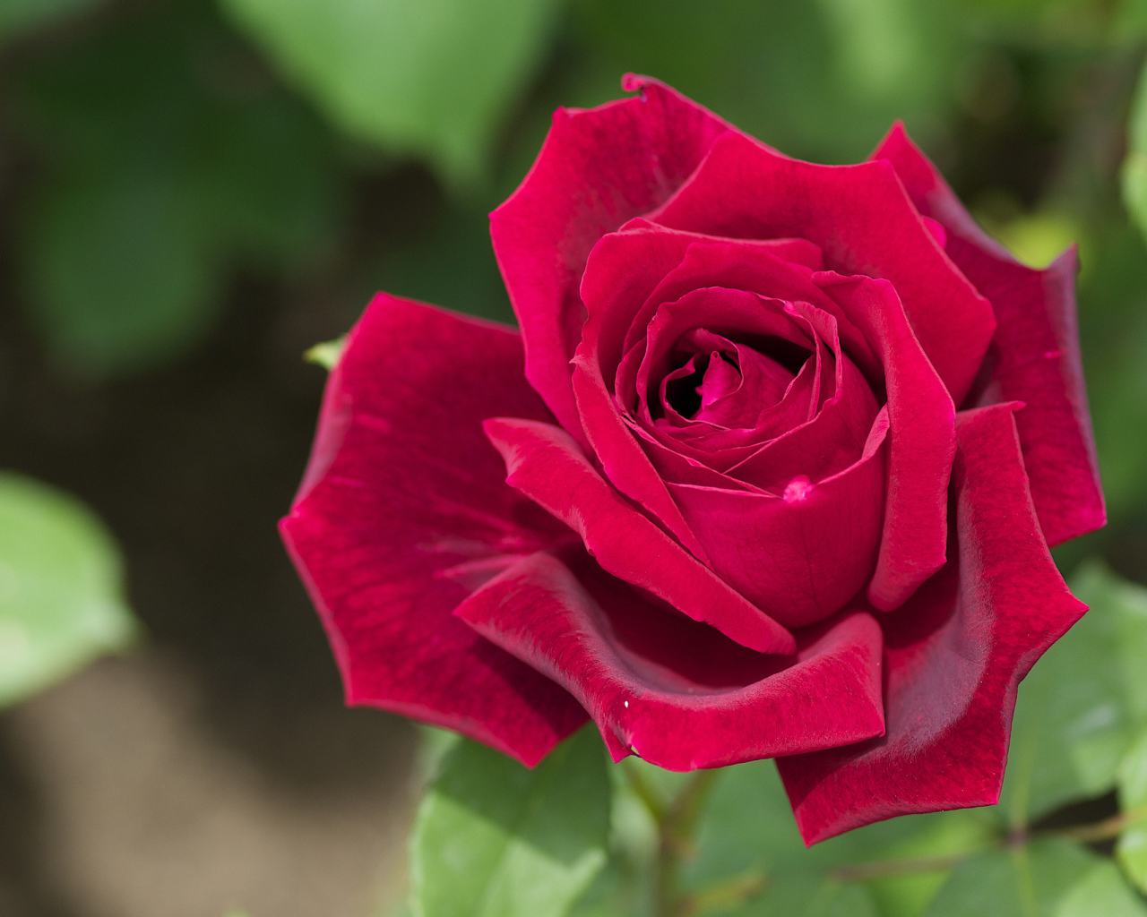 Большая красная роза