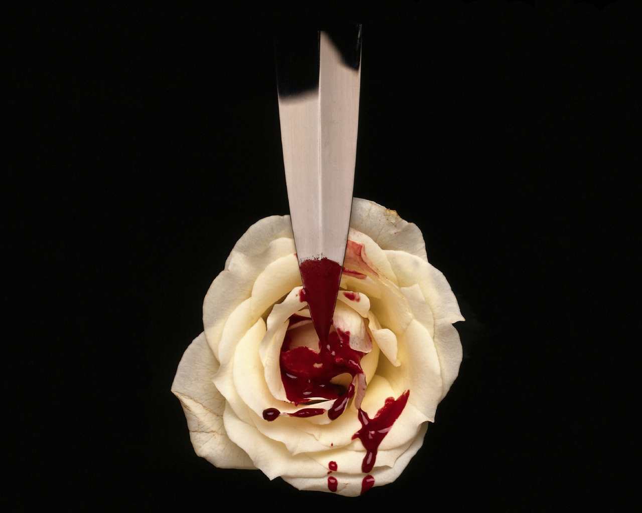 	   Blood on the white rose