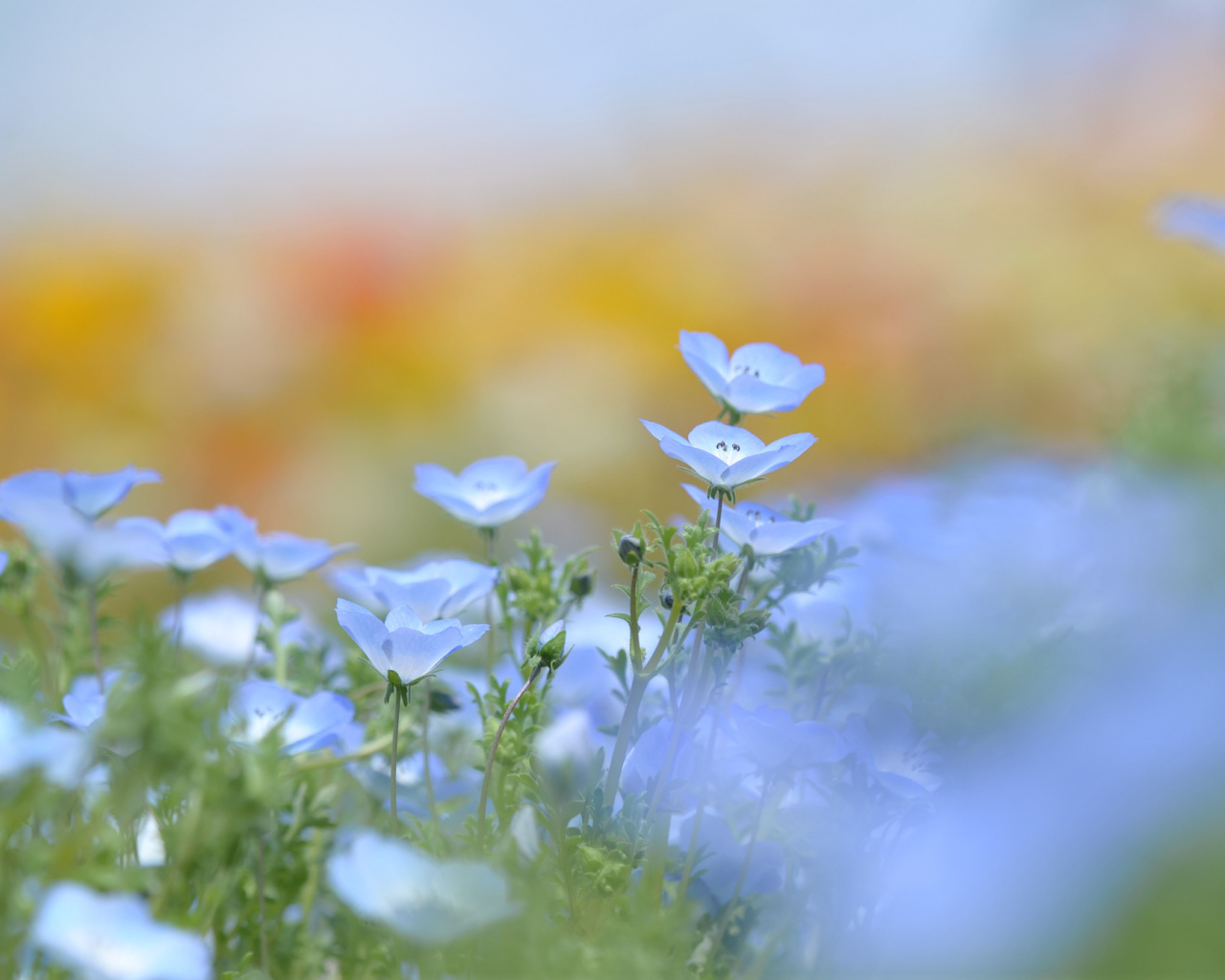 Голубые цветки льна