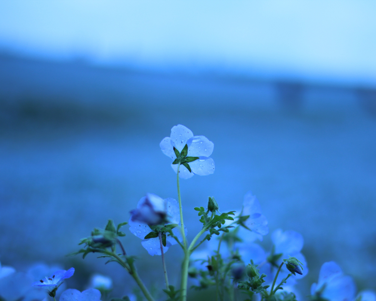 Голубые цветы