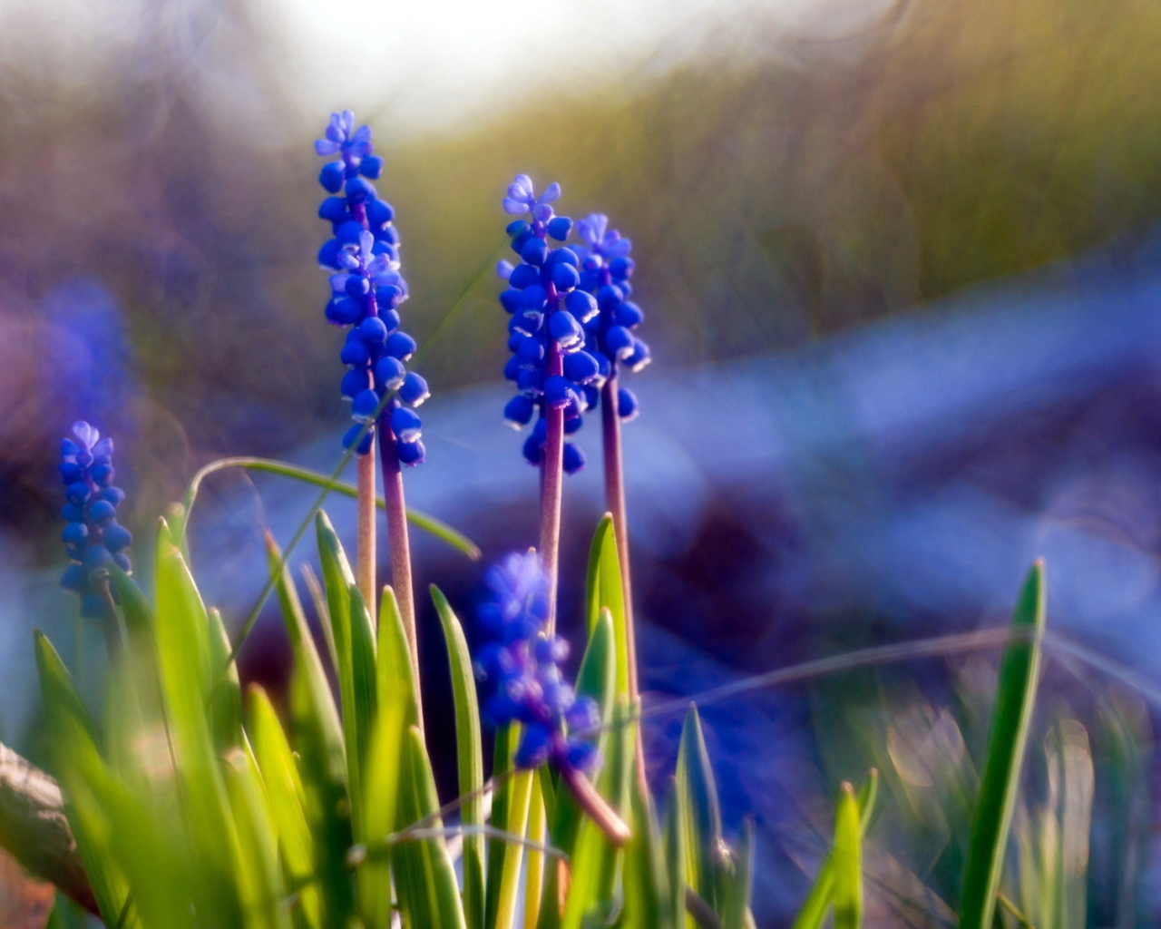 Синие цветы мускари