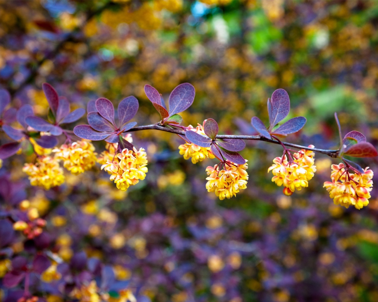 Синие листья и желтые цветы