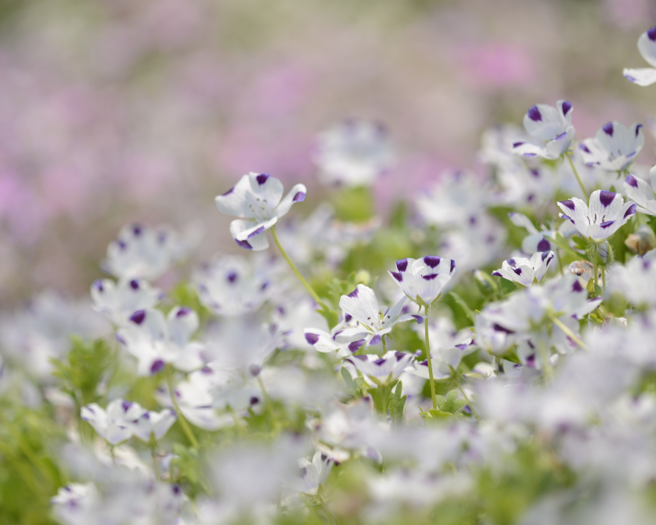 Сине белые цветки льна