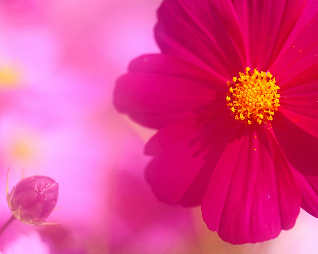 Бутон и цветок космеи