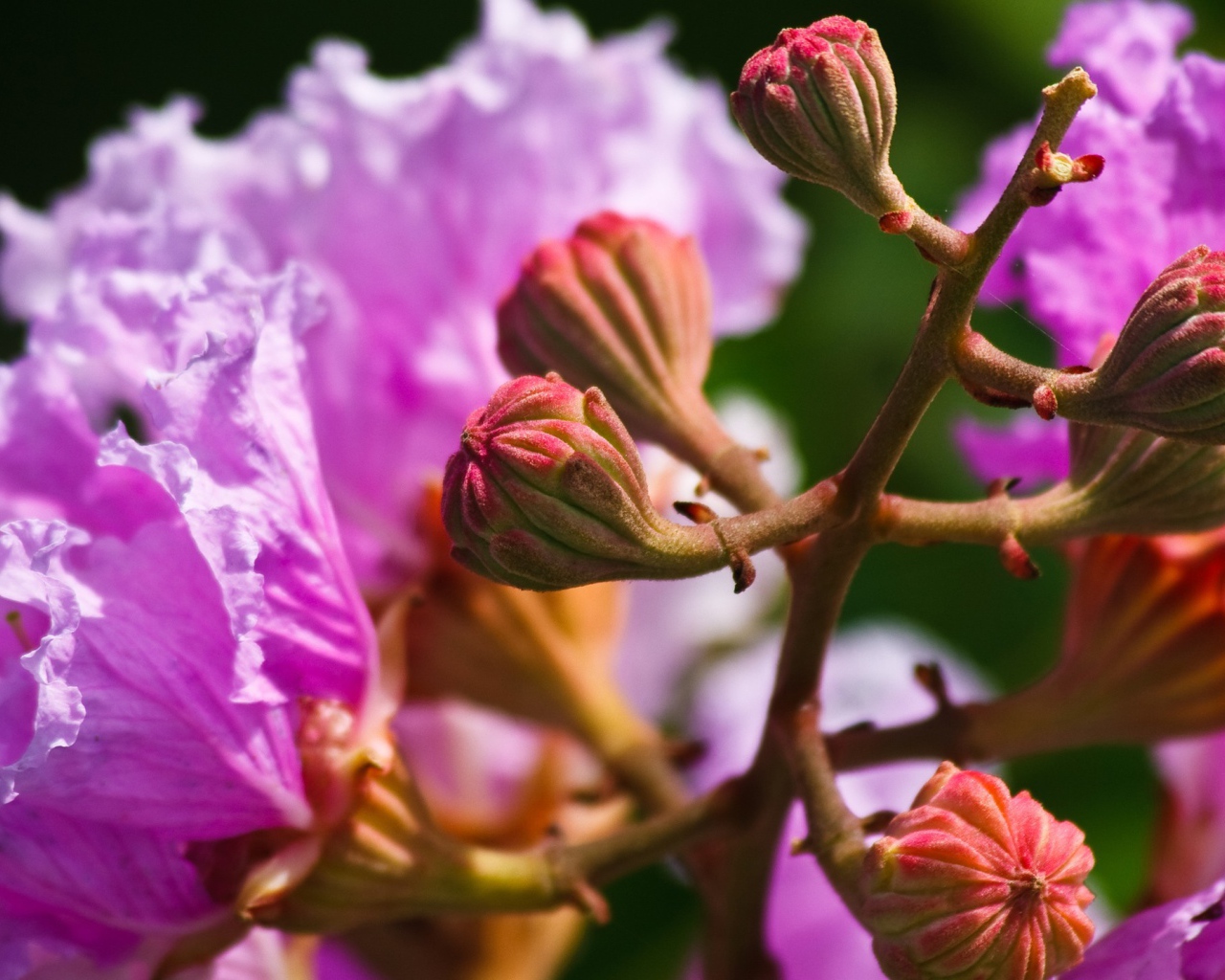 Бутоны и розовые цветы