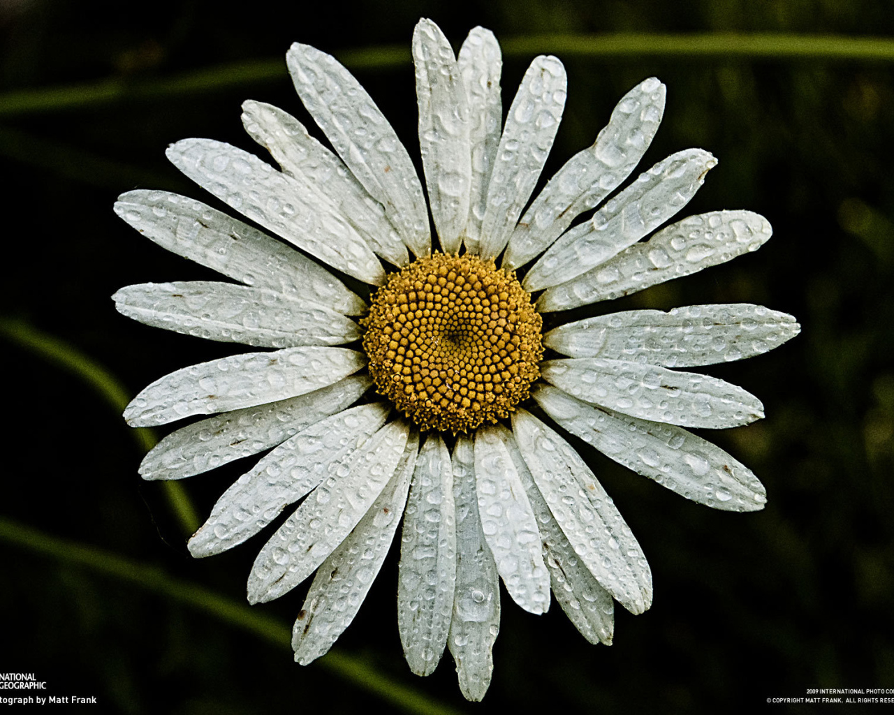 Ромашка с каплями