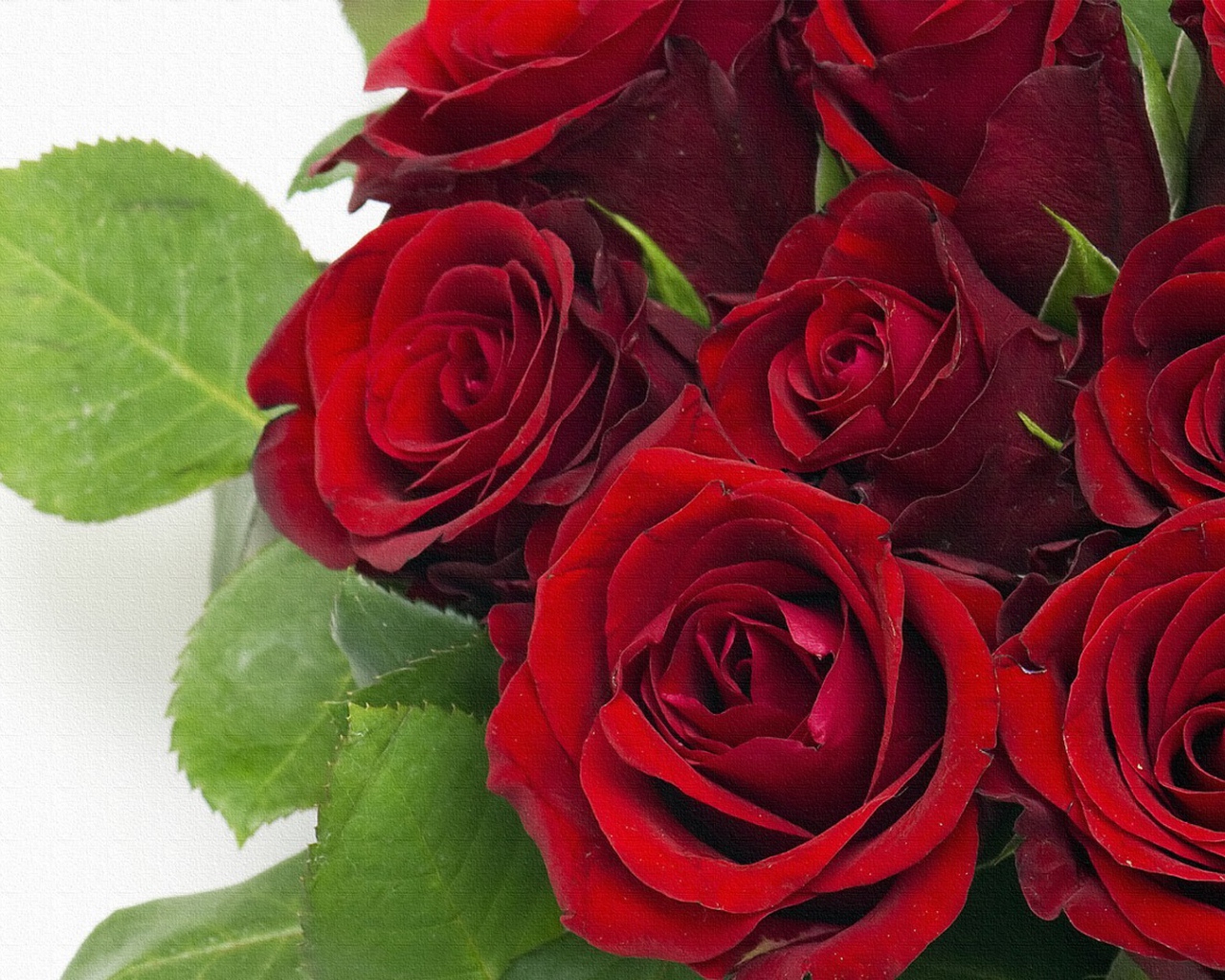 Темно красные розы