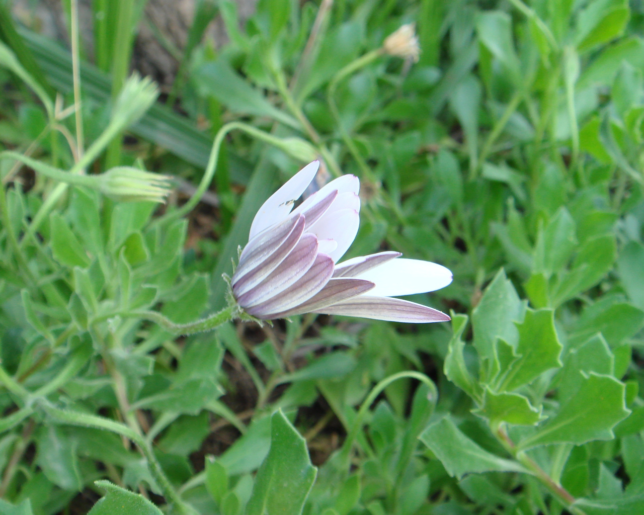 Нежный розовый цветок