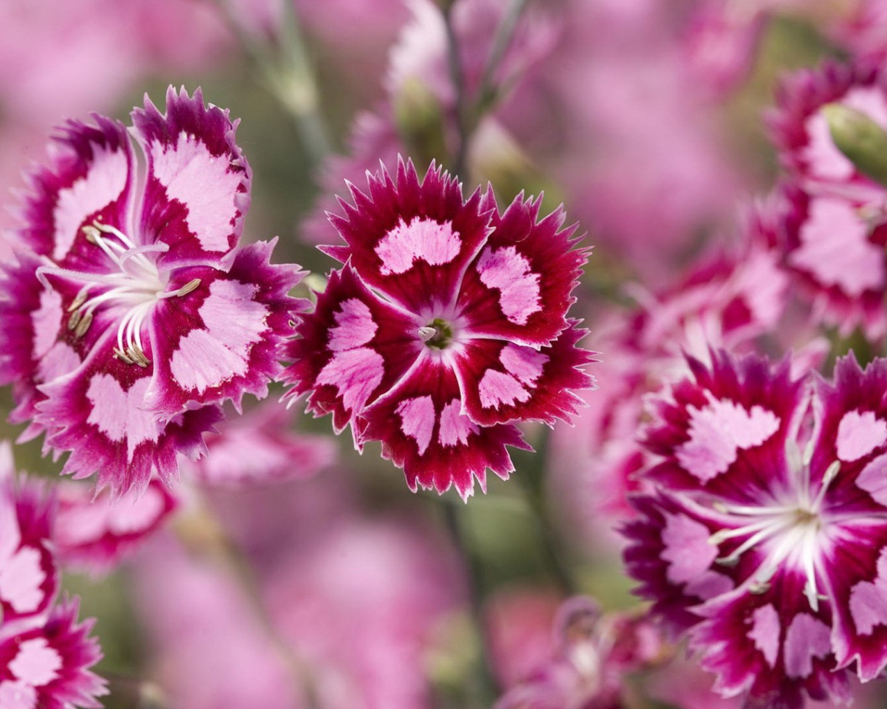 Нежные розовые цветы