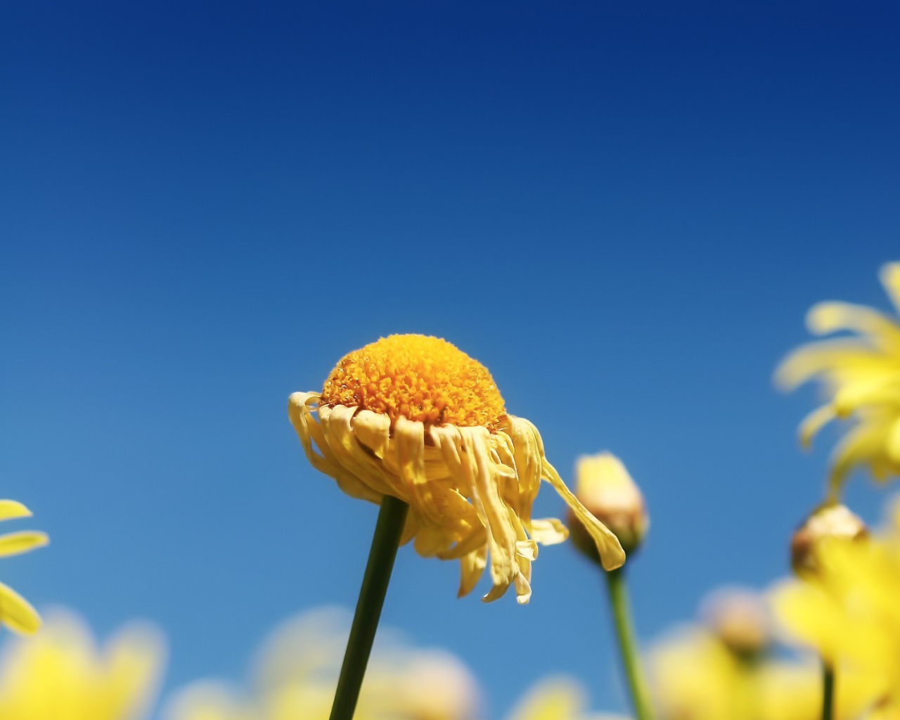 Засохший цветок