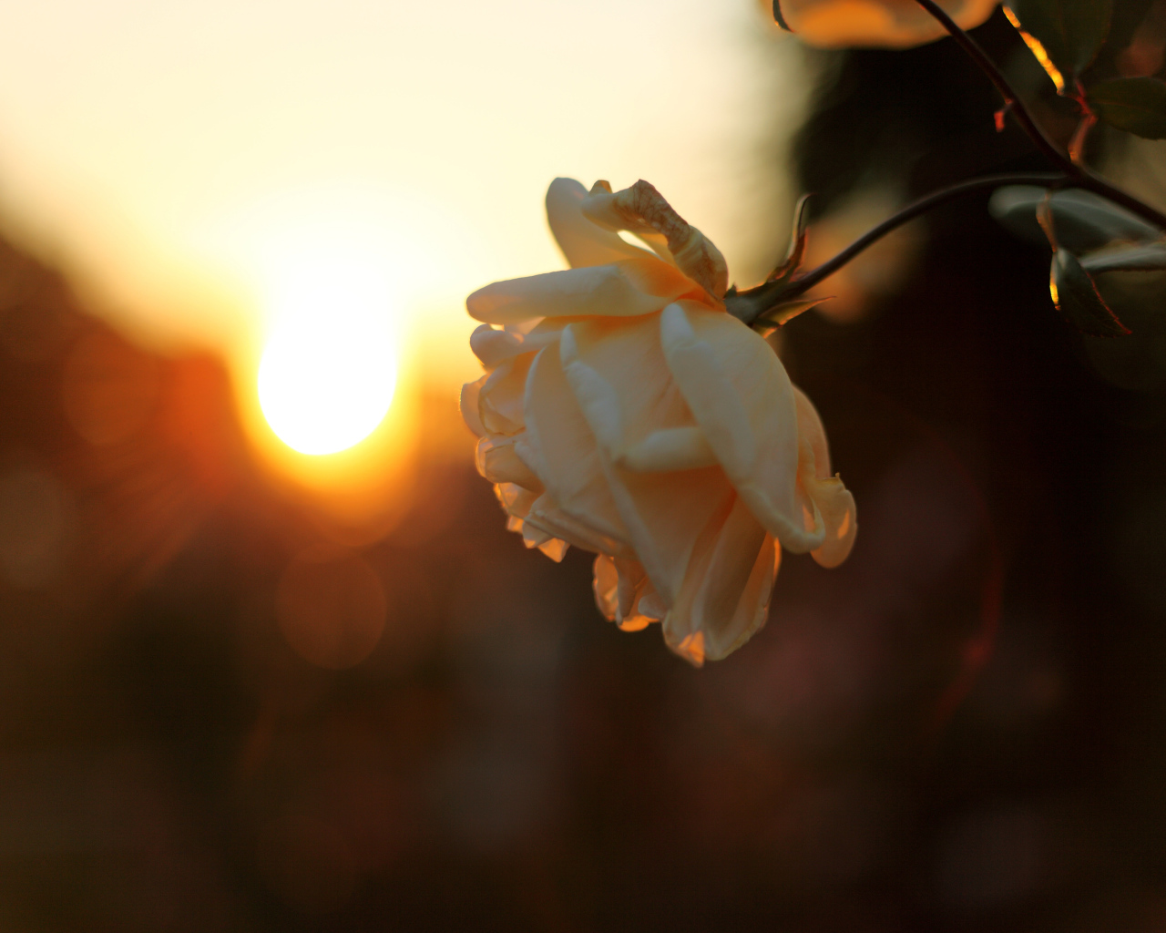 Увядающая роза на закате солнца