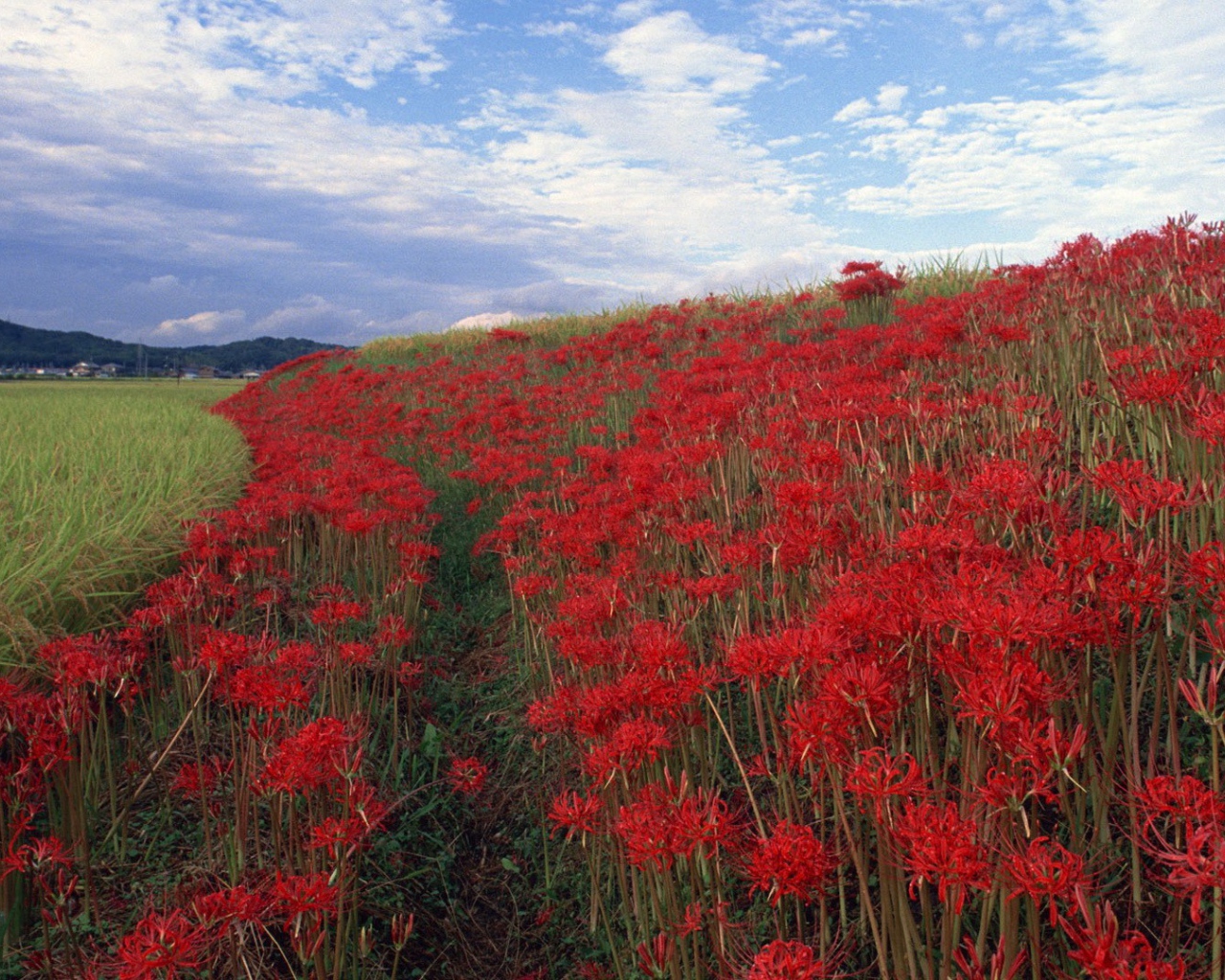 Поле красных цветов