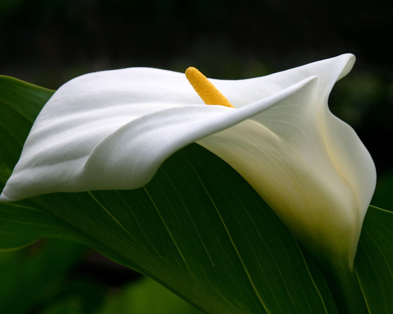 Цветок каллы