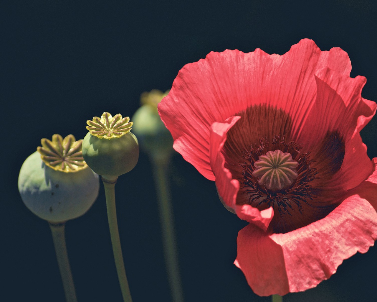 Цветок и головки мака