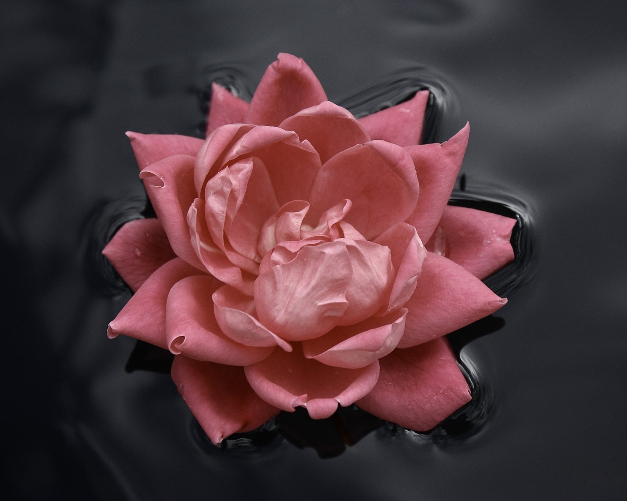 Цветок в воде