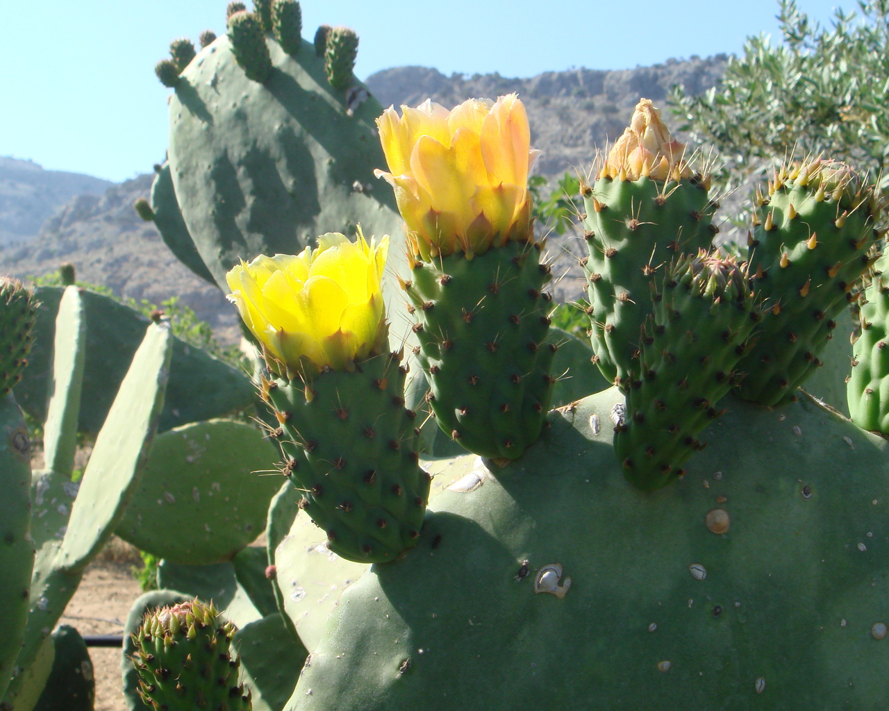 Цветущий кактус