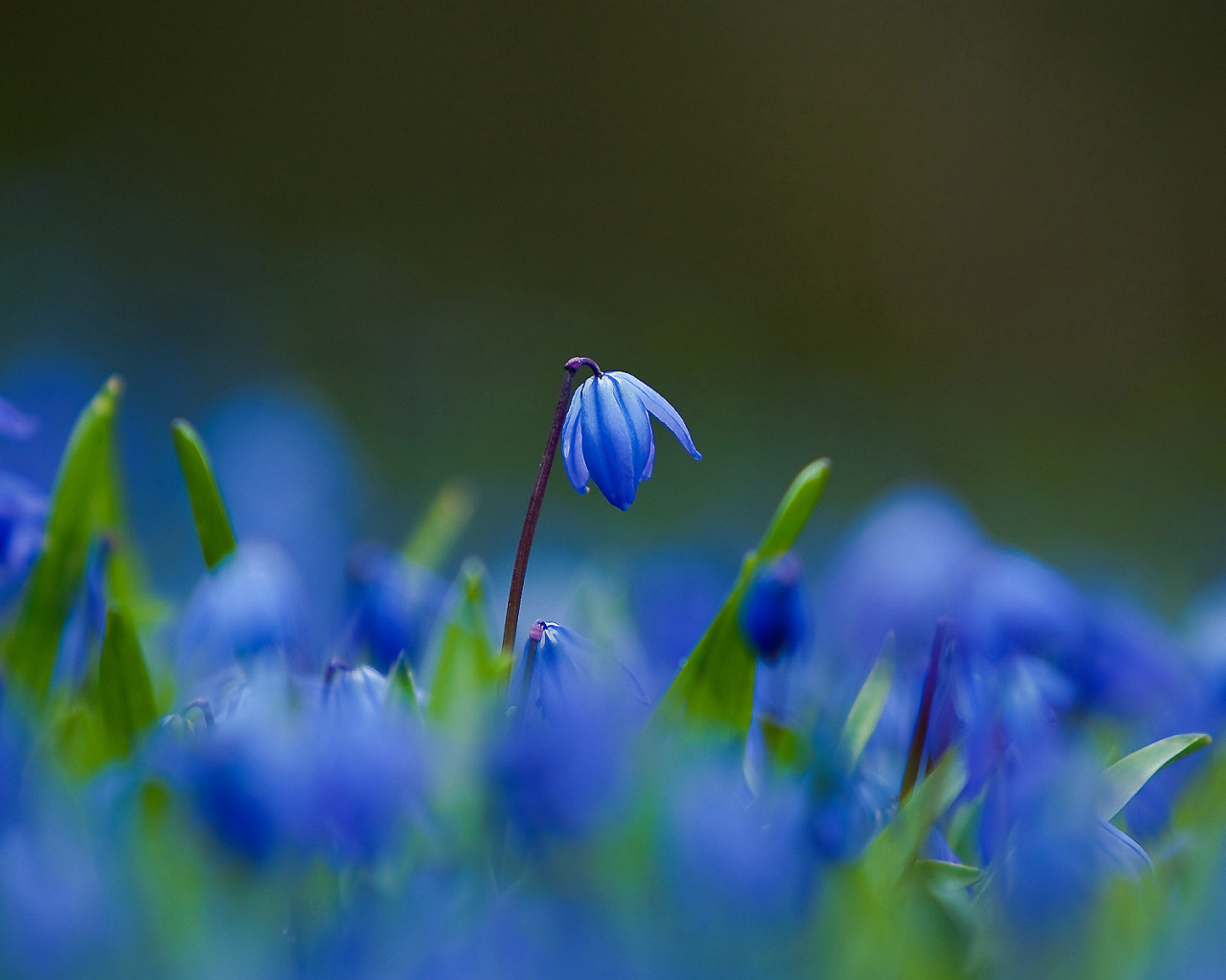 Цветы синие пролески