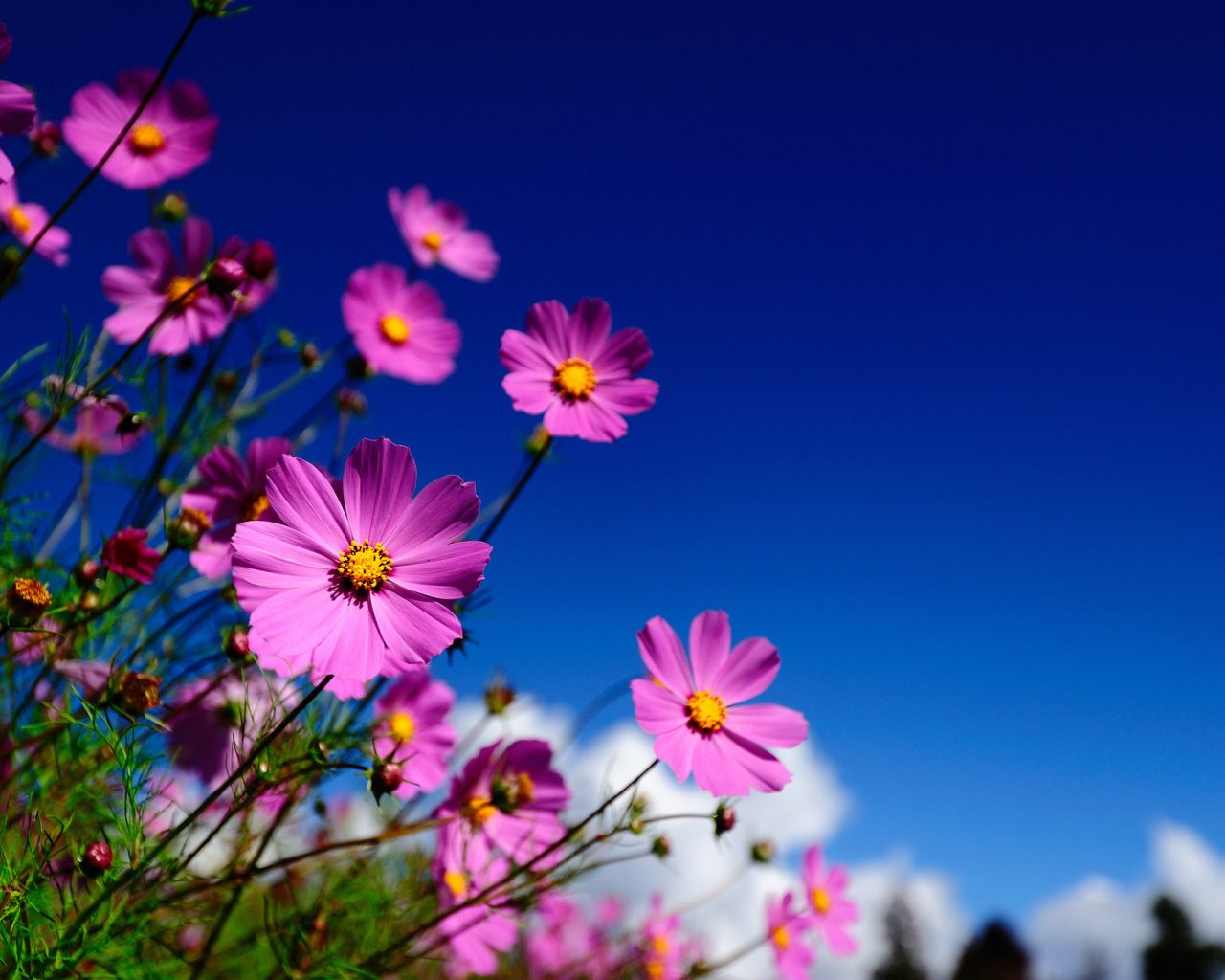 Цветы Космея