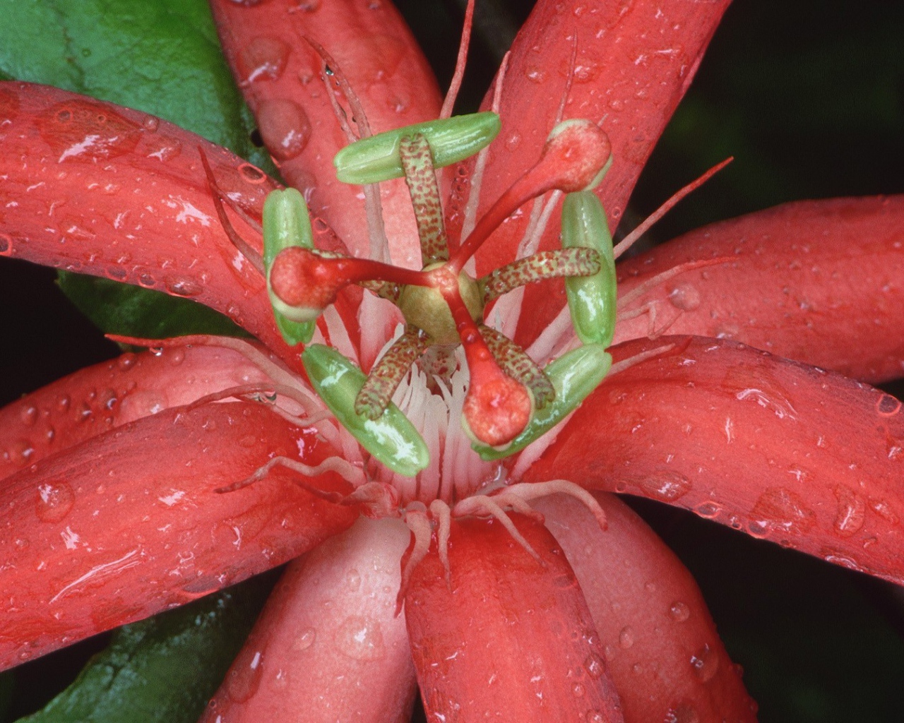 Цветок из Эквадора
