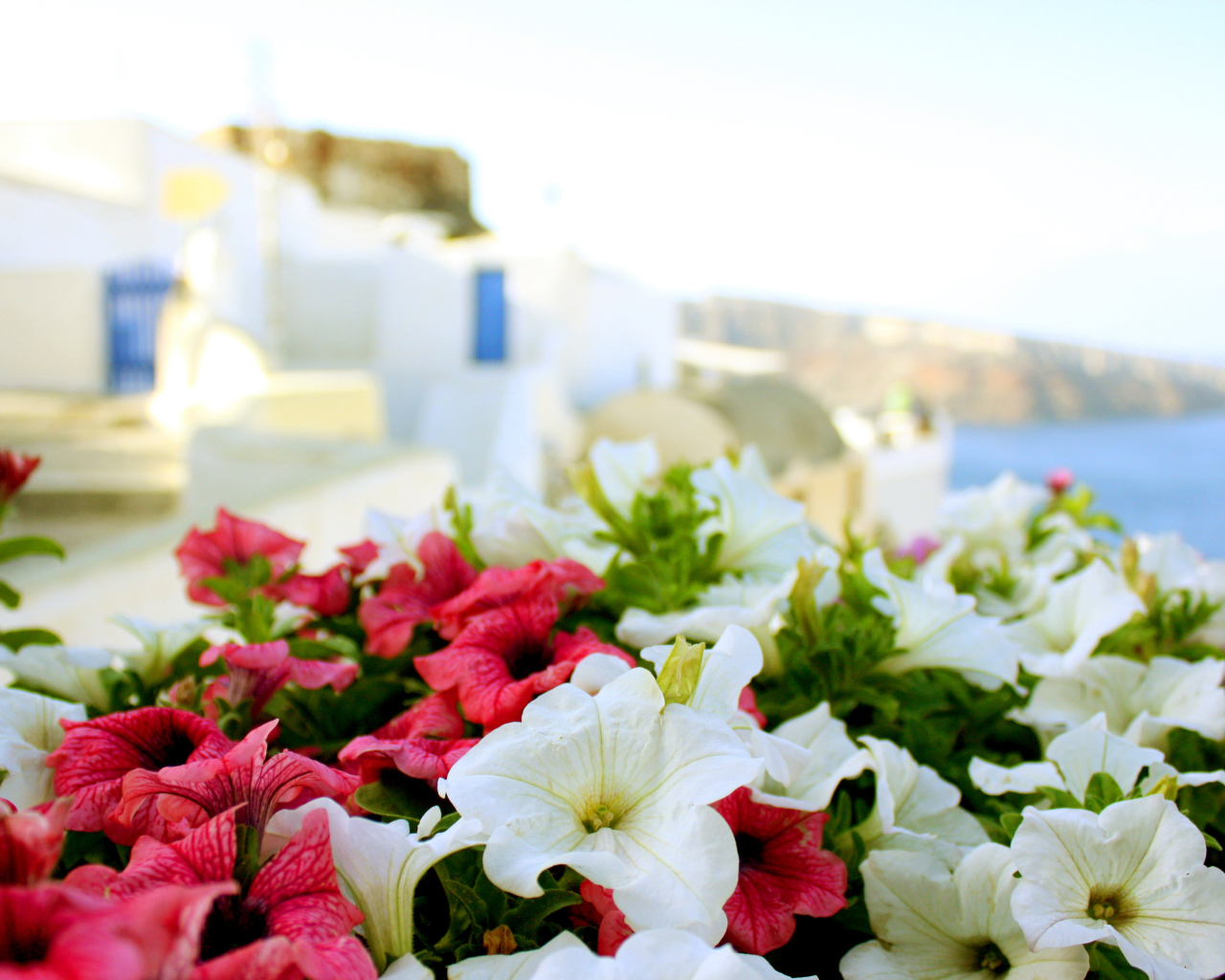 Цветы в Греции