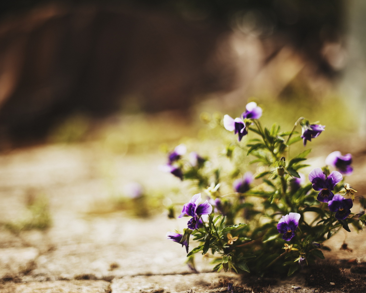 Цветы в городе