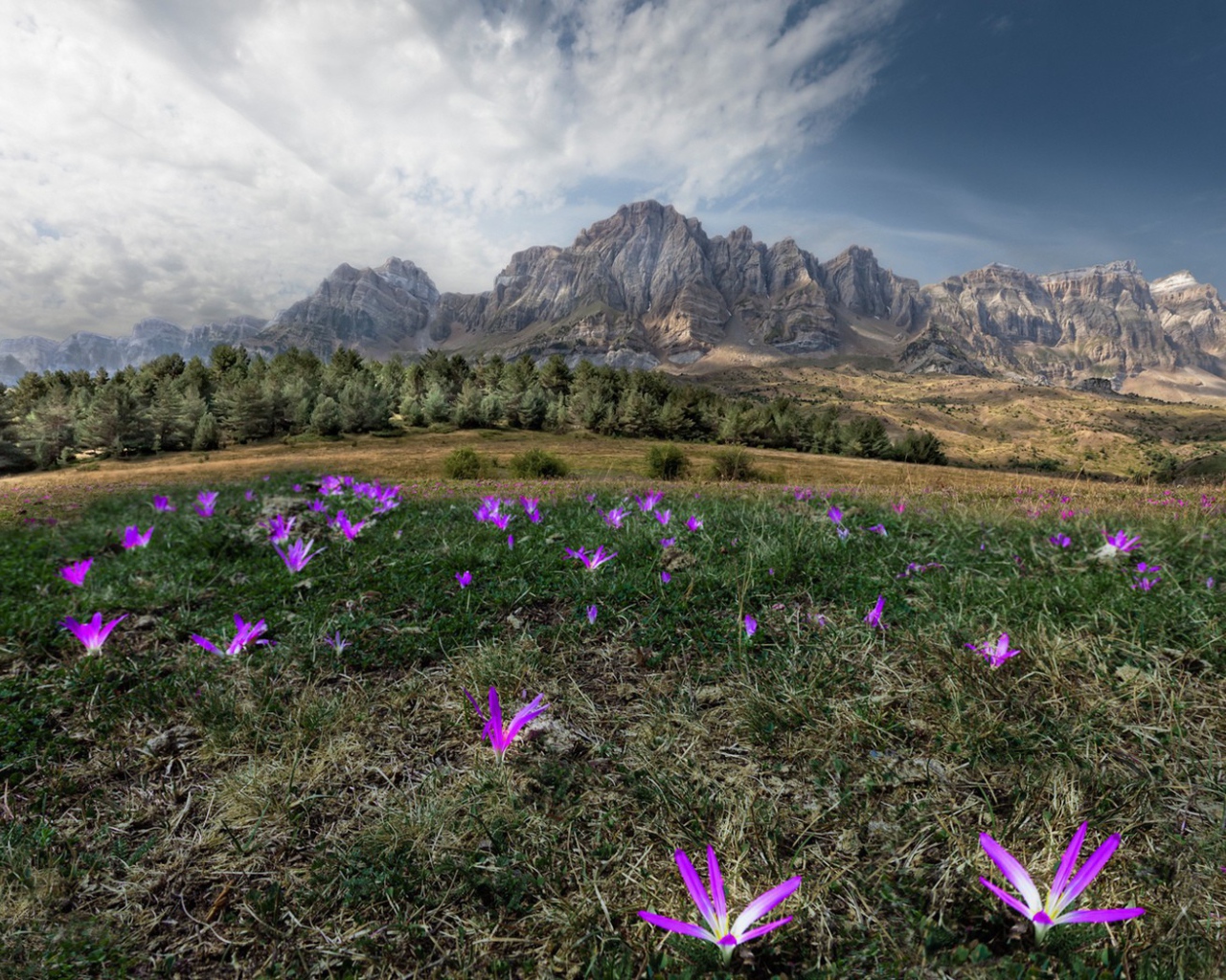 Цветы в горах