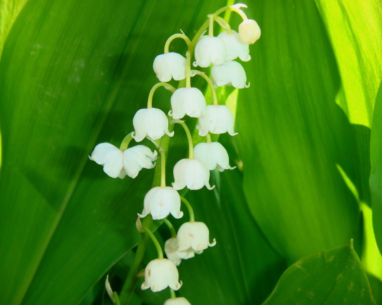 Цветы ландыши