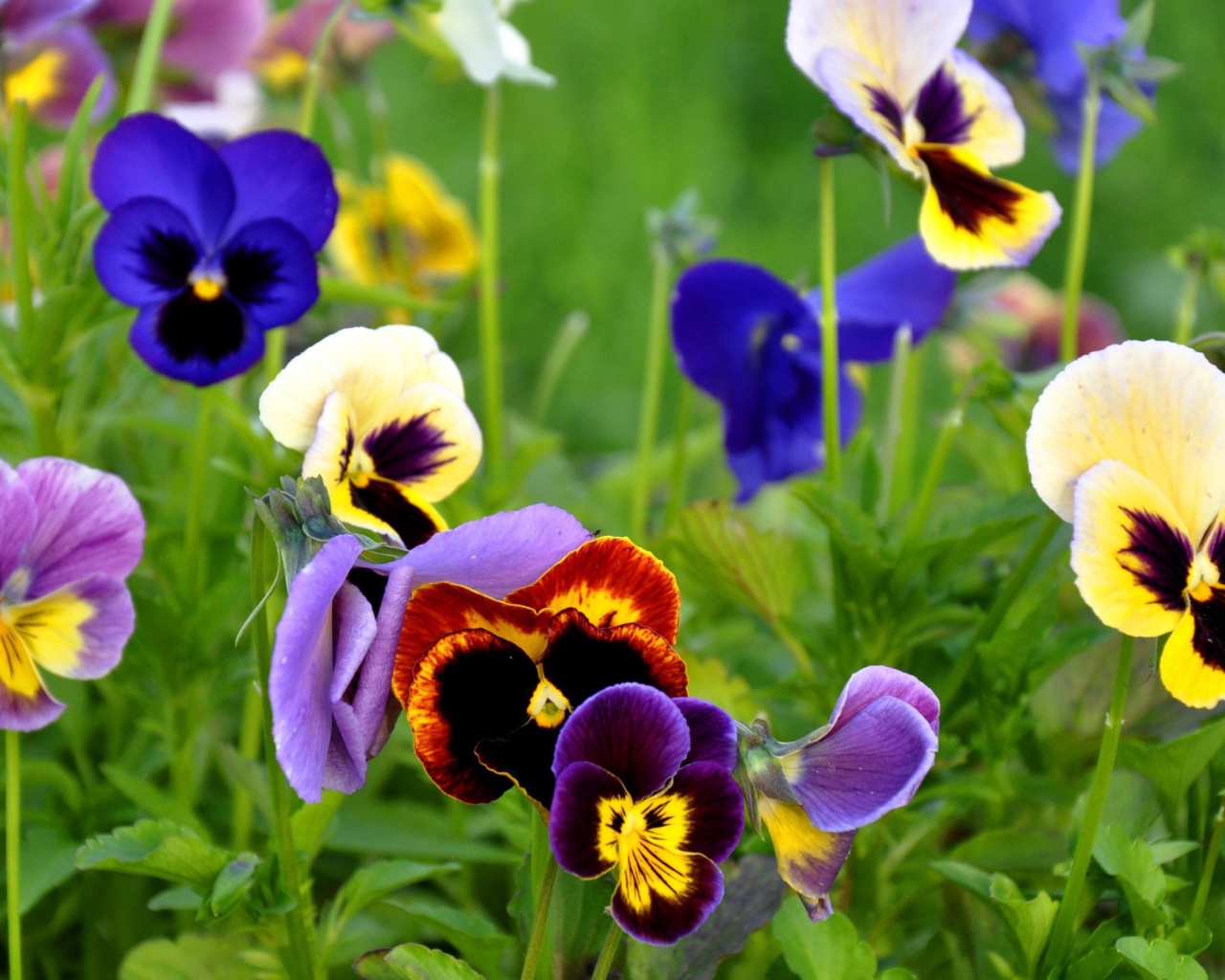 Цветы Анютины глазки