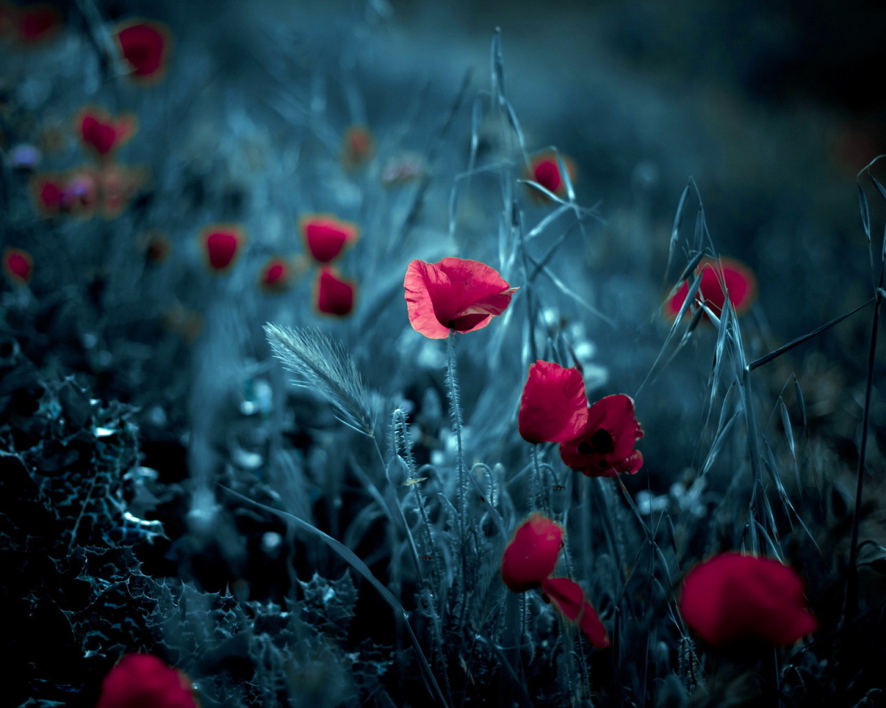 Цветки мака