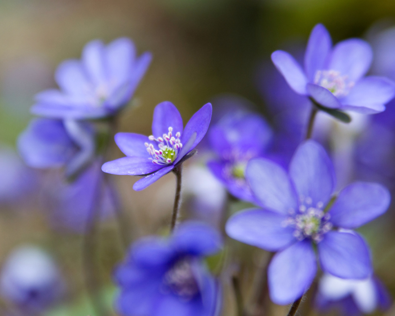 Цветы подснежники
