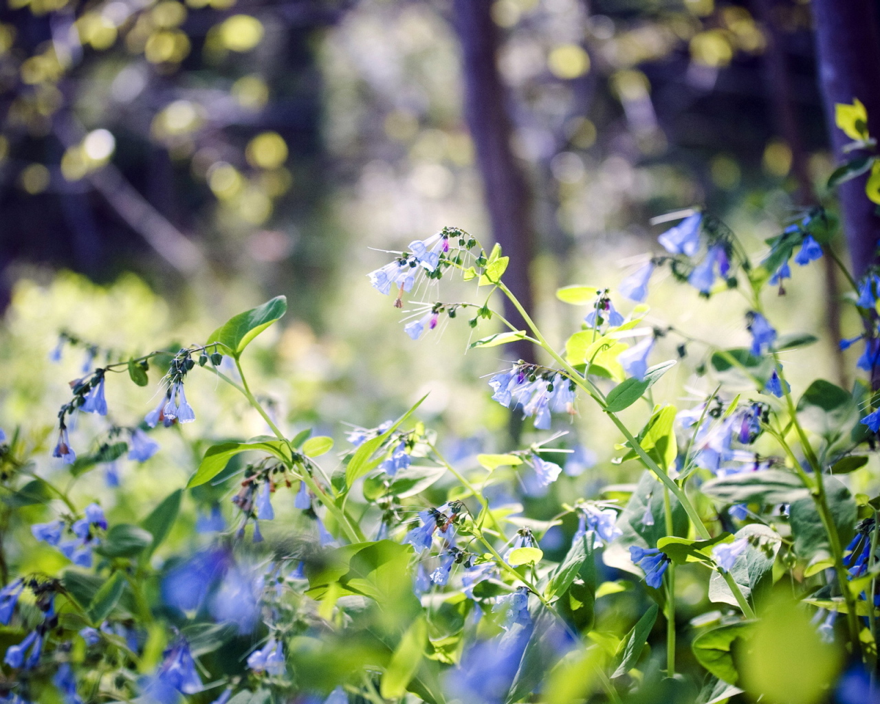 Лесные цветы колокольчики